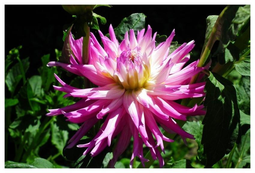 Flower Dahlia Pink Summer