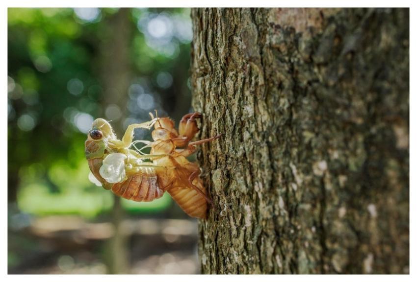 Insect Entomology Cicadas Nature