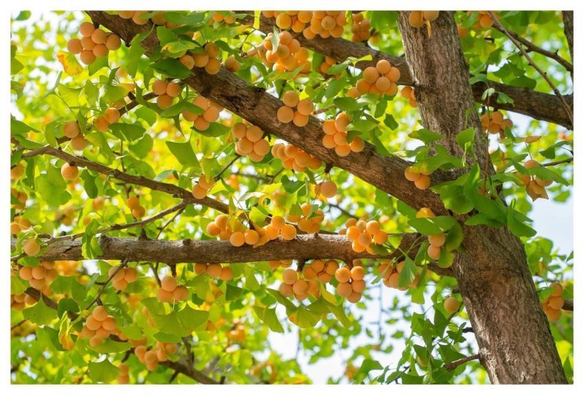 Ginkgo Fruits Autumn Health Nature