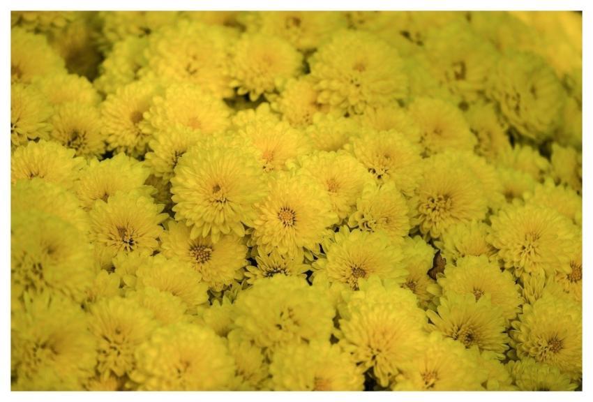 Asters Flower Blossom Bloom