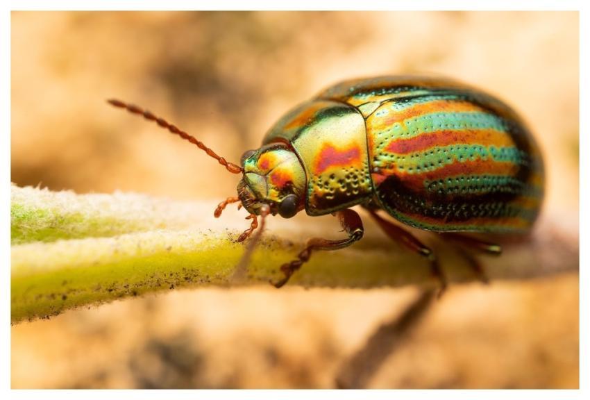 Beetle Bug Insect Chrysolina Americana