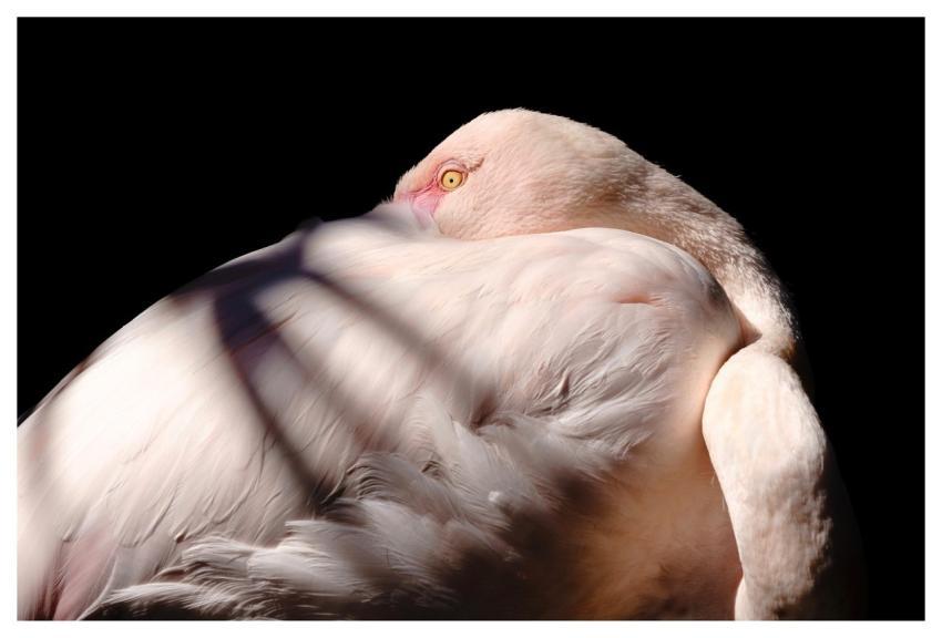 Flamingo Bird Animal Pink