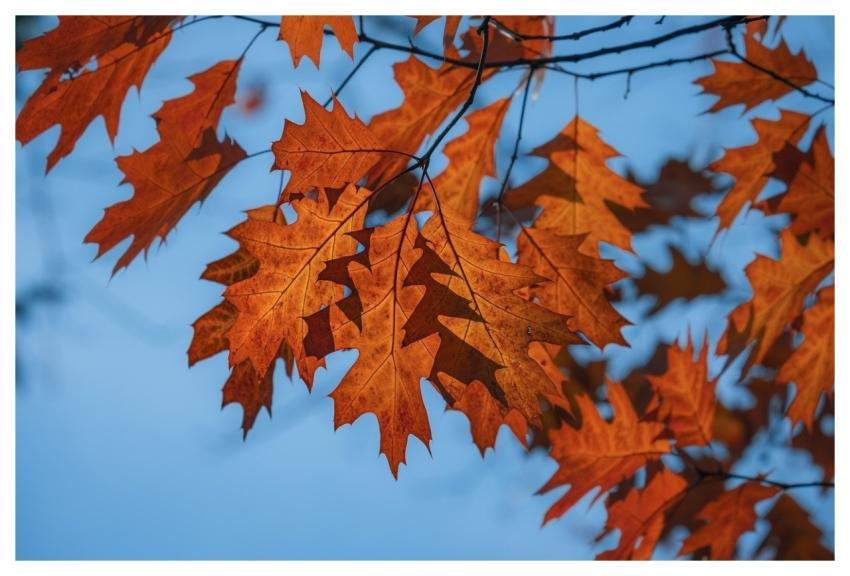 Autumn Leaves Fall Autumn Colors Oak Leaves