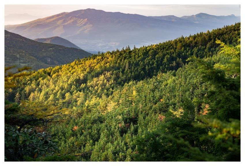 Mountain Sunset Forest Trees