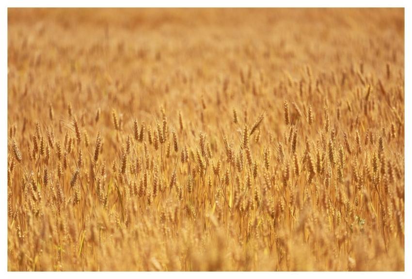 Barley Grain Yellow Harvest