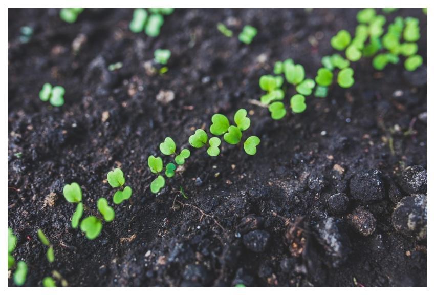 Arugula Seedlings Plant Plants