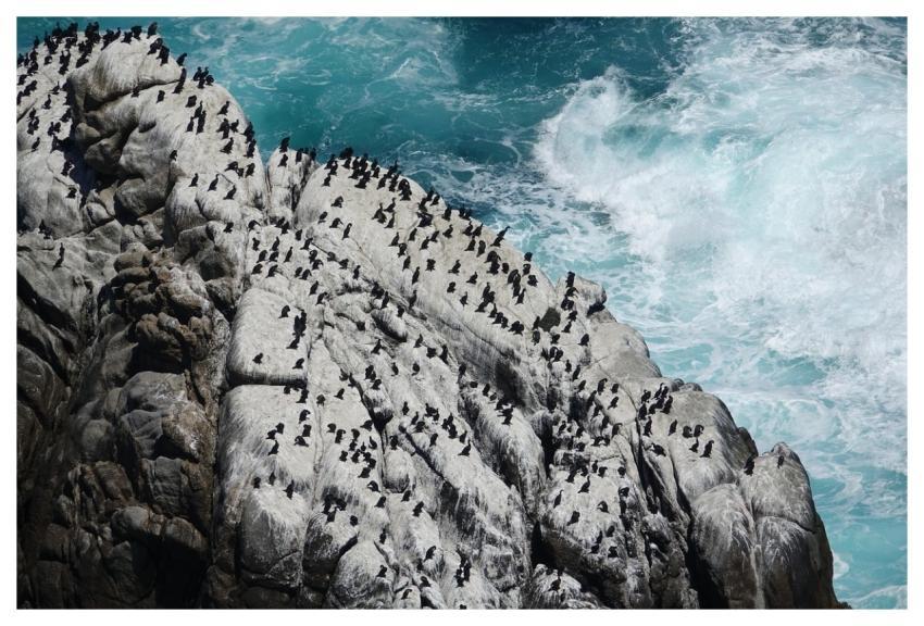 Ocean Birds Rocks Nature