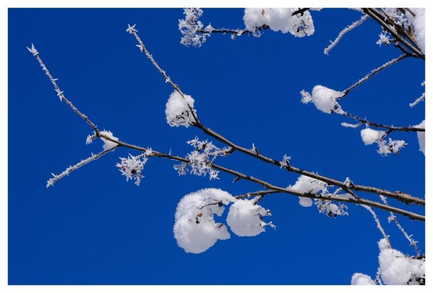 Winter Snow Branch Nature