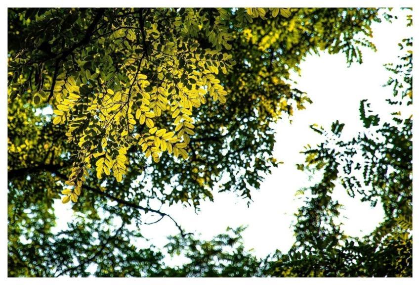 Autumn Beautiful Flowers August Plant