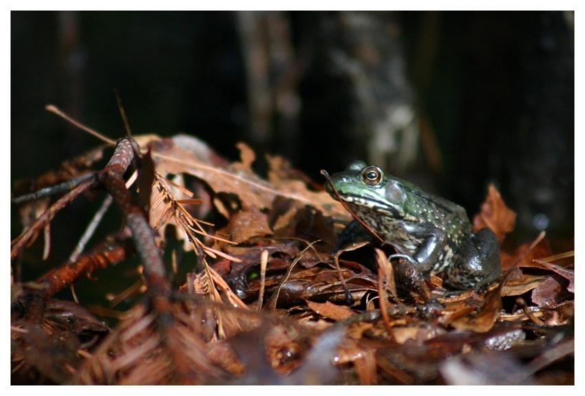 Tree Frog Frog Amphibian Nature