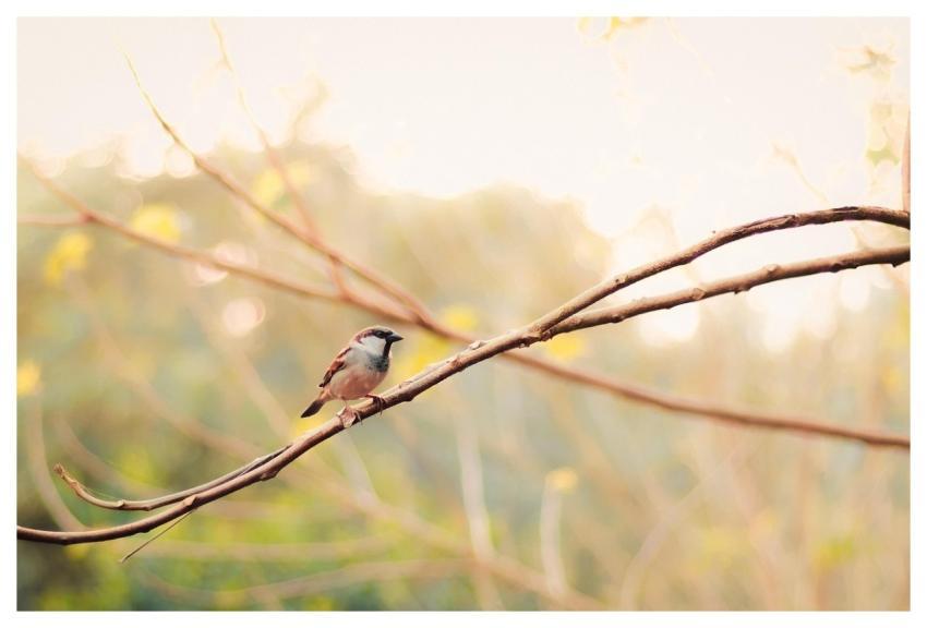 House Sparrow Branch Beak Animal