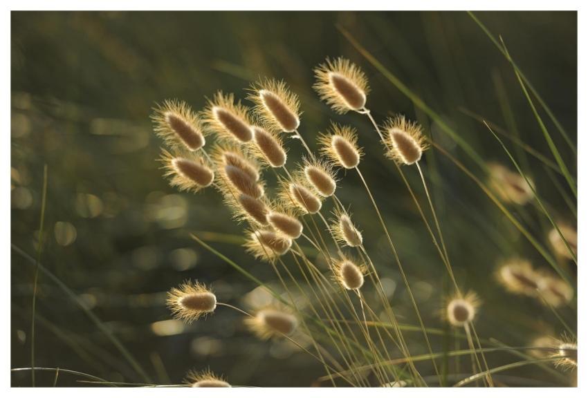 Grasses Nature Seeds Summer