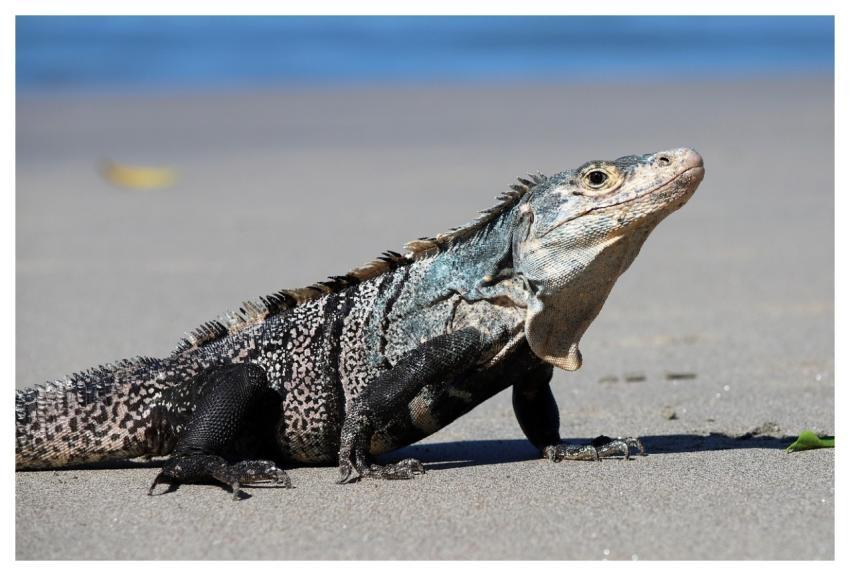 Iguana Lizard Reptile Nature