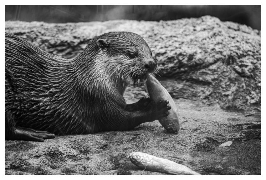 Otter Nature Eat Black And White