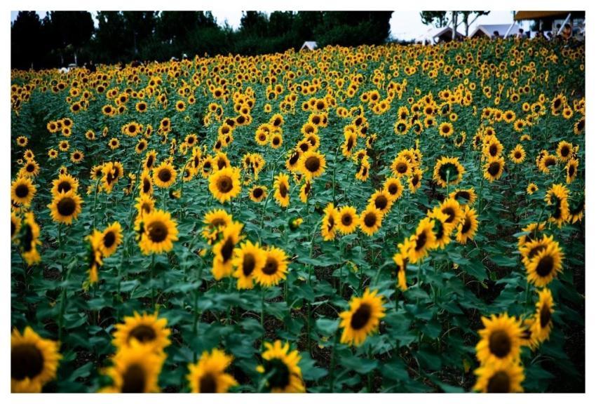 Sunflower Yellow Flora Nature