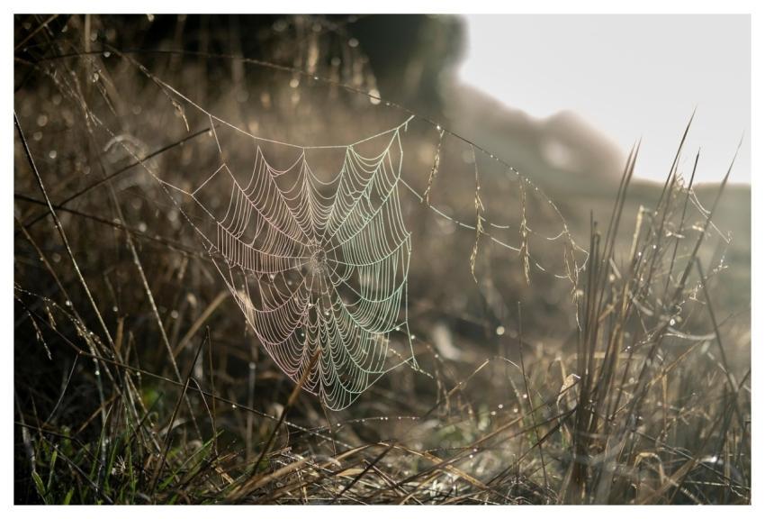 Spiderweb Web Dew Dawn