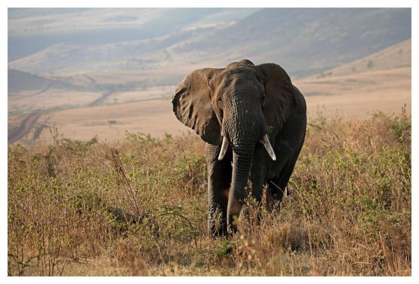 Elephant Tanzania Africa Safari