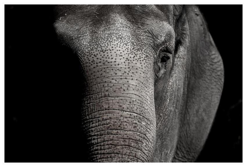 Elephant Nature Zoo Animal