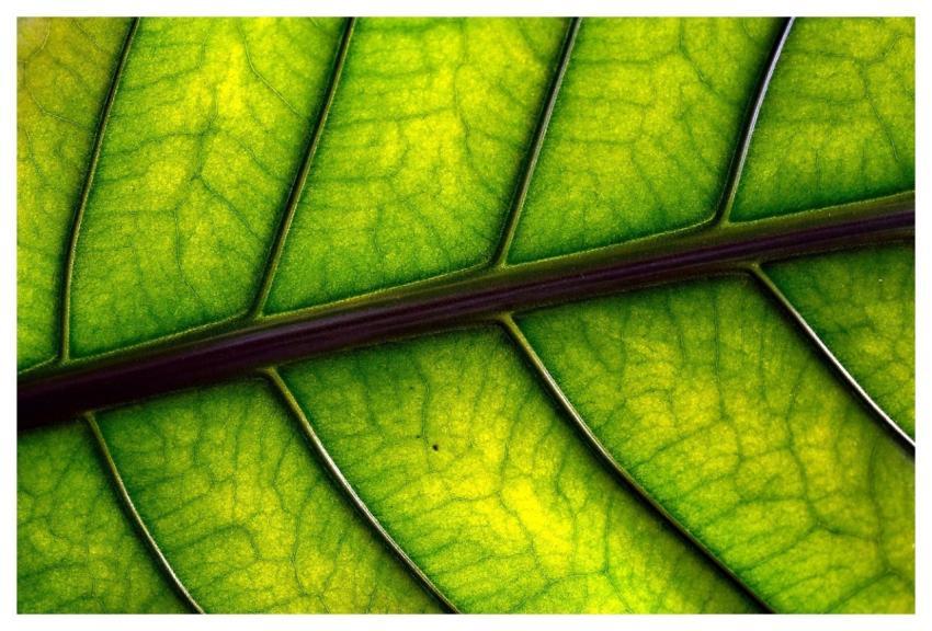Leaf Leaf Veins Plant Nature