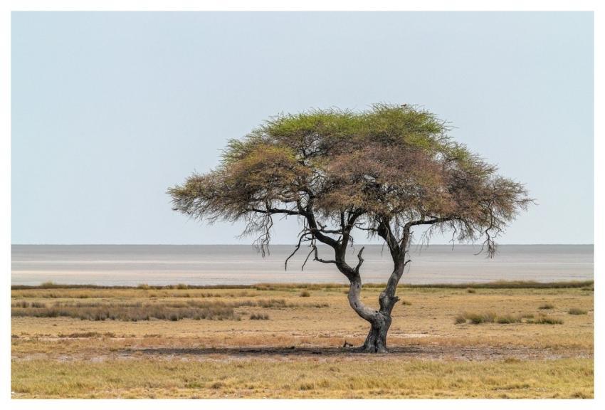 Acacia Nature Tree Africa