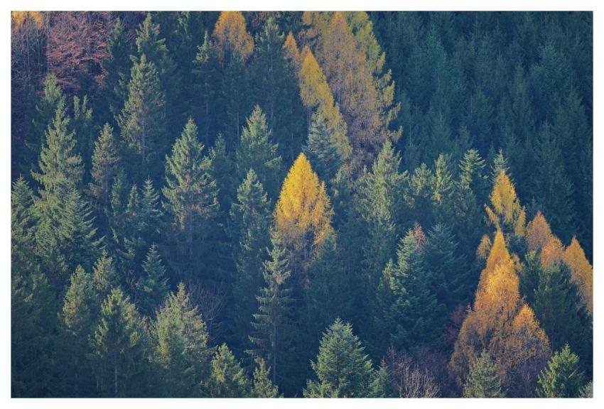 Trees Forest Fall Autumn Colors