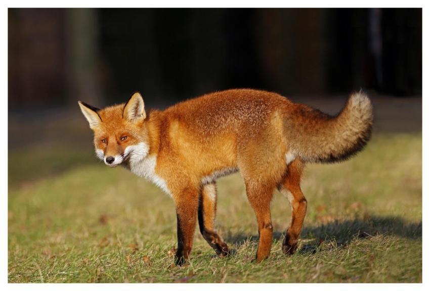 Fox Red Fox Nature Animals