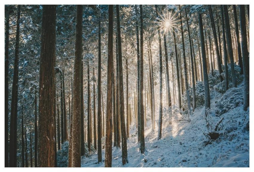Landscape Winter Forest Snow