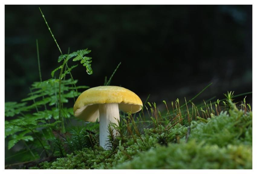 Disc Fungus Mushroom Forest Moss
