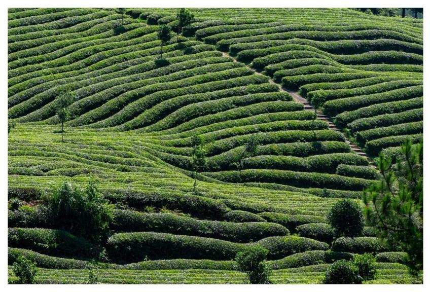 Tea Nature Tea Garden Tea Tree