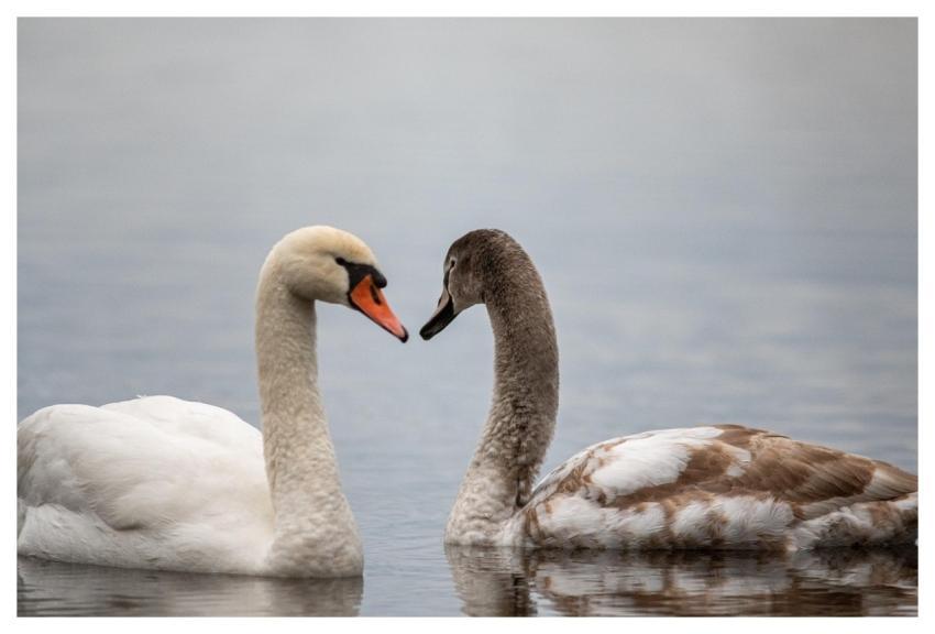 Swans Birds Nature Water