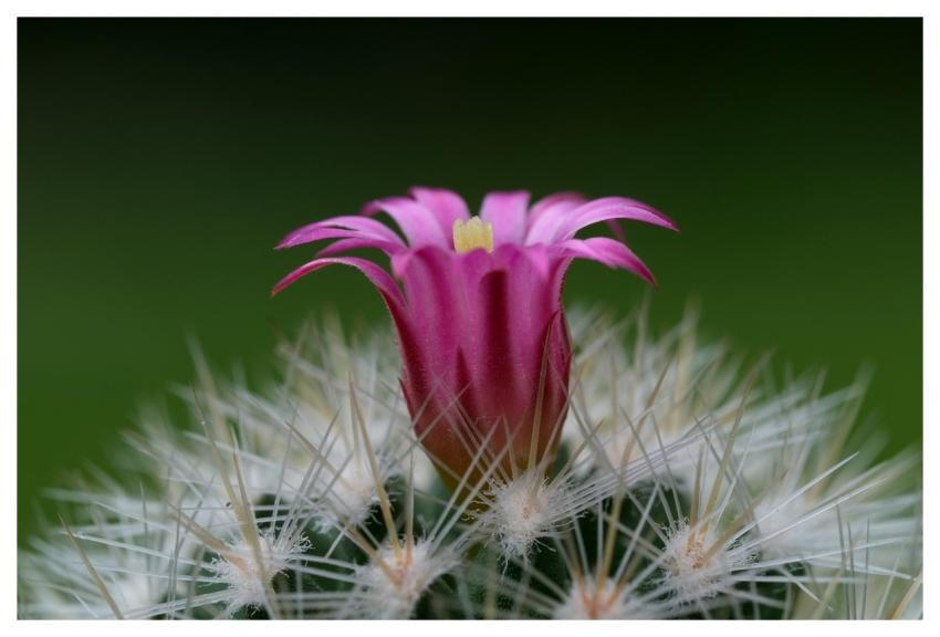 Cactus Pink Flower Plant Blossom