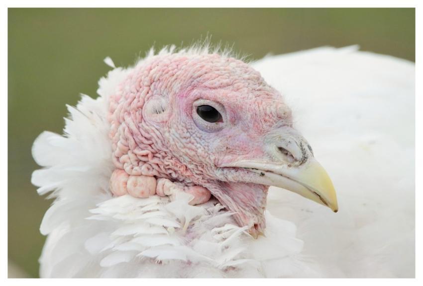 Turkey Bird Poultry Nature