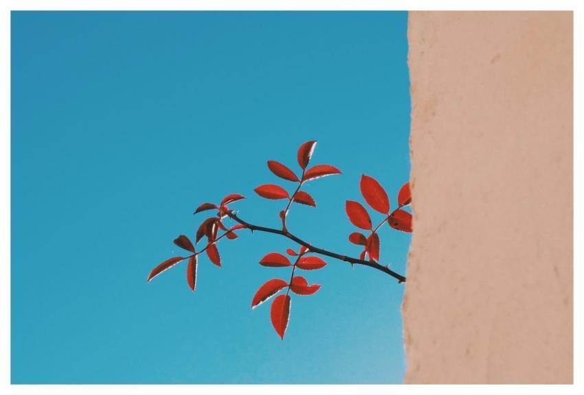 Branch Wall Sky Twig