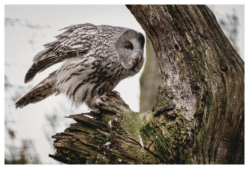 Owl Bird Feathers Animal