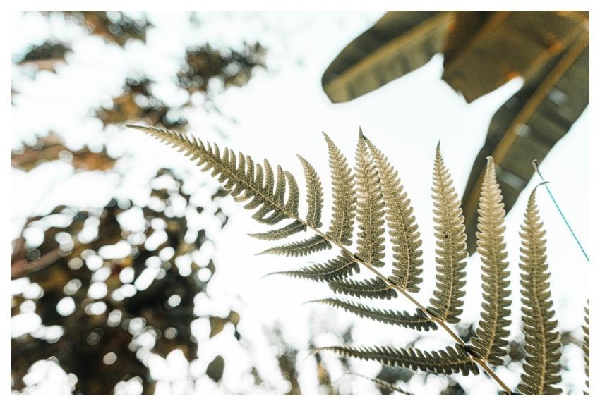 Floral Green Leaves Nature