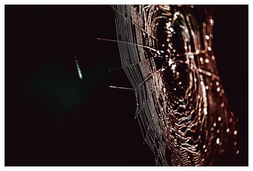 Cobweb Spiderweb Macro Spider