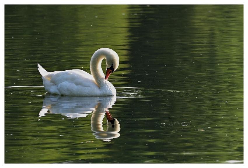Swan Water Bird Lake Reflection