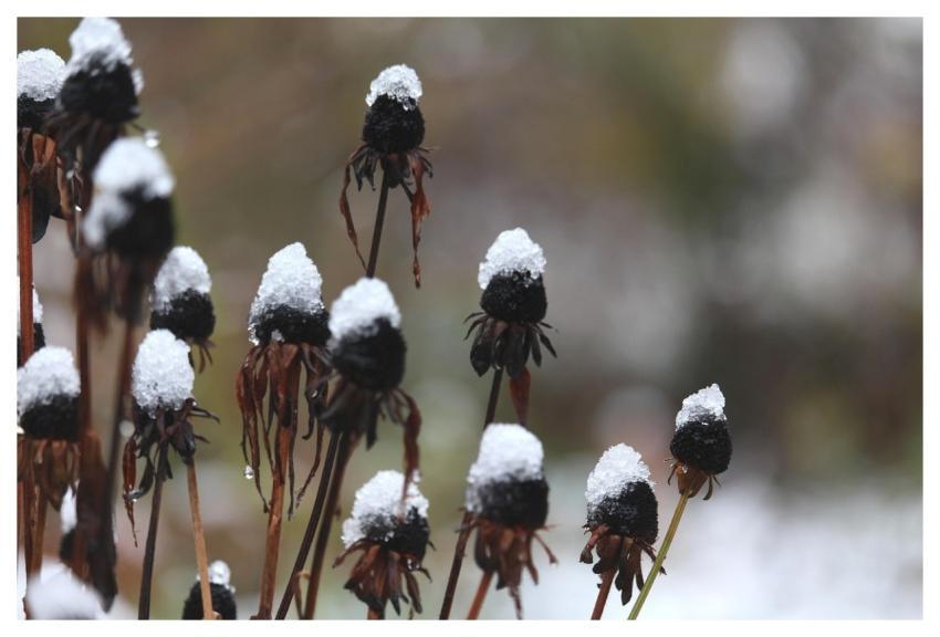 Snow Winter Garden Winter Garden