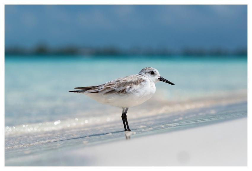 Beach Palm Sea Tropical
