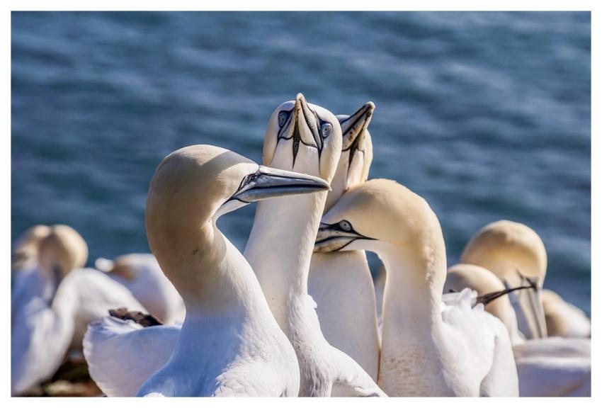 Sea Bird Nature Northern Gannet Birds