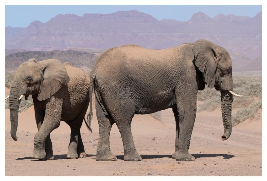 Elephant Nature Africa Animal