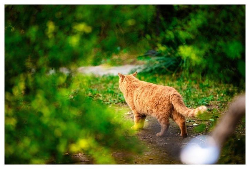 Autumn August Plant Flower Background