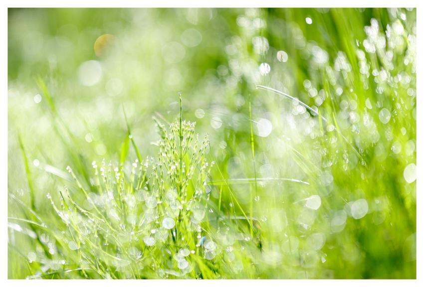Sunshine Abstract Nature Reflections