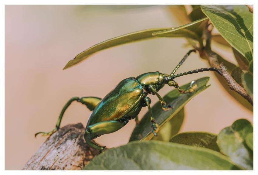 Dipteran Cicada Night Macros