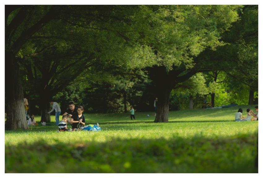 People Park Picnic Grass