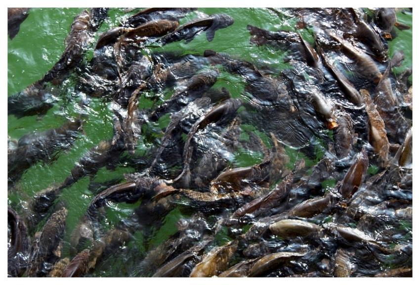 Fish Lake Nainital Uttarakhand