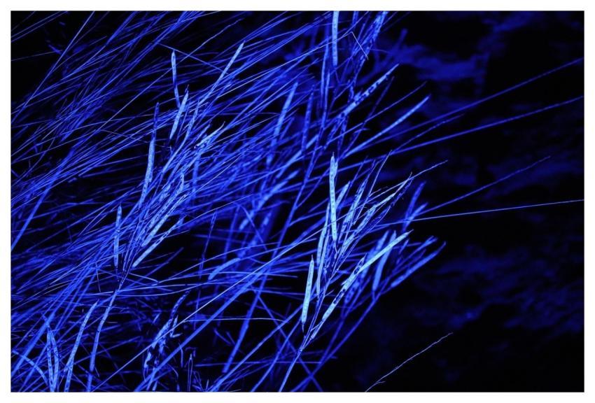 Grass Blades Of Grass Blue Grass Illuminated