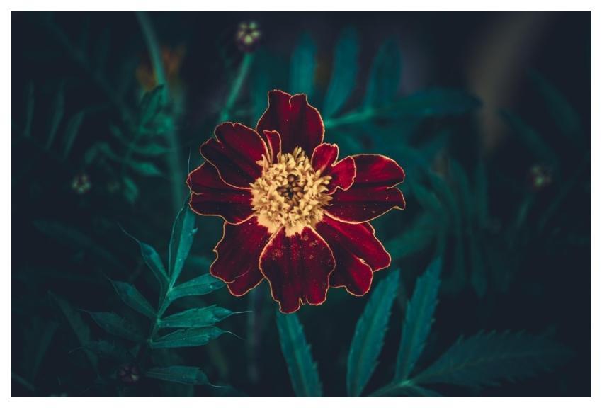 Yellow Stem Windows Wallpaper Marigold