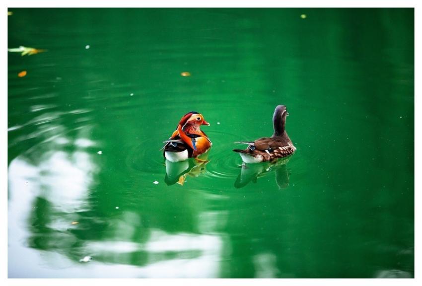 Autumn August Plant Flower