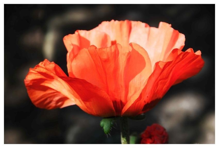 Poppy Nature Flower Background Flower Wallpaper